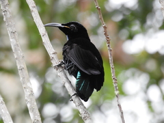 Ptiloris paradiseus