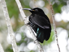 Ptiloris paradiseus