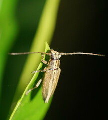 Temnosternus planiusculus