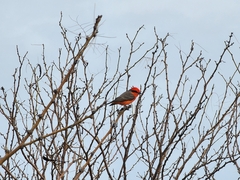 Pyrocephalus rubinus