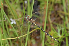 Synthemis eustalacta