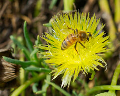Conicosia pugioniformis