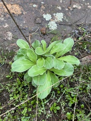 Primula clevelandii