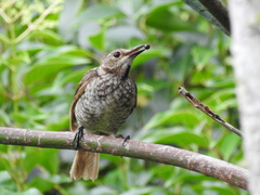 Sericulus chrysocephalus