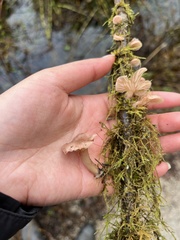 Scytinotus longinquus