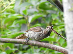 Sericulus chrysocephalus