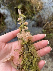 Scytinotus longinquus