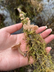 Scytinotus longinquus