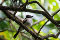 Myiarchus antillarum