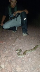 Crotalus molossus