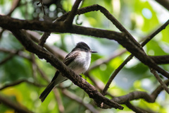 Myiarchus antillarum