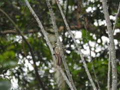 Sericulus chrysocephalus