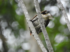 Sericulus chrysocephalus