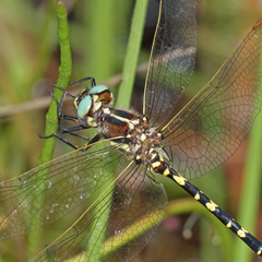 Synthemis eustalacta