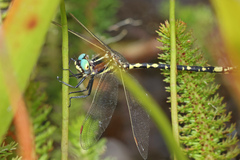 Synthemis eustalacta