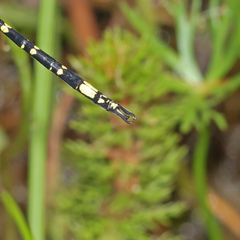 Synthemis eustalacta