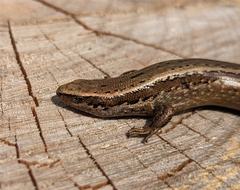 Oligosoma polychroma