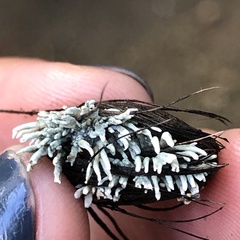 Xylaria palmicola