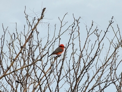 Pyrocephalus rubinus