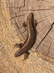 Oligosoma polychroma