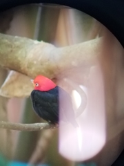 Ceratopipra mentalis