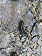 Nyssodesmus python
