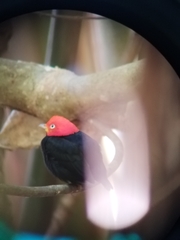 Ceratopipra mentalis