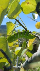 Rothschildia cinctus