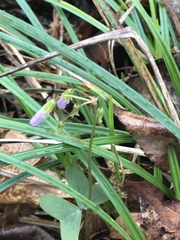 Oxalis violacea