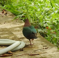 Chalcophaps longirostris