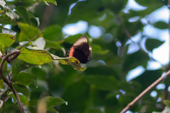 Biblis hyperia