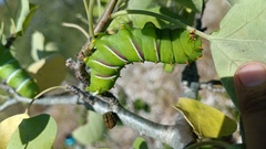 Rothschildia cinctus