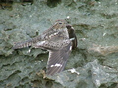 Chordeiles gundlachii