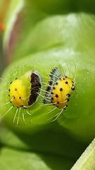 Rothschildia cinctus