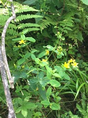 Hypericum mitchellianum