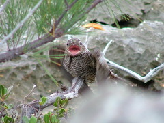 Chordeiles gundlachii