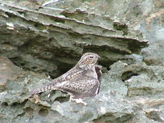 Chordeiles gundlachii