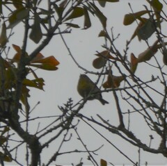 Setophaga coronata
