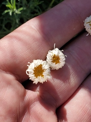 Aphanostephus ramosissimus