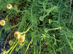 Aphanostephus ramosissimus