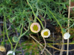 Aphanostephus ramosissimus