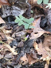 Oxalis violacea