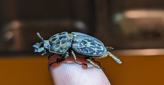 Ryssonotus nebulosus