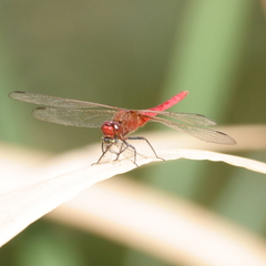 Rhodothemis lieftincki