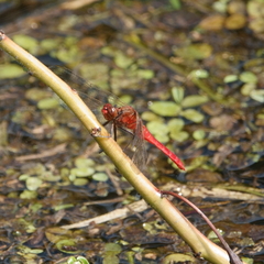 Rhodothemis lieftincki