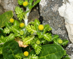 Leptinella