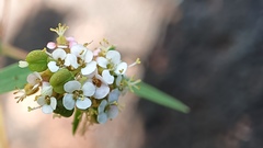 Euphorbia capitellata