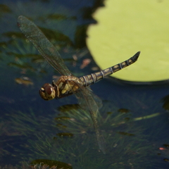 Hydrobasileus brevistylus