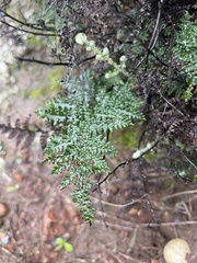 Myriopteris clevelandii