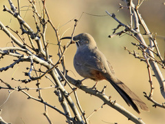 Toxostoma crissale